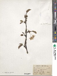 Prunus cerasus image