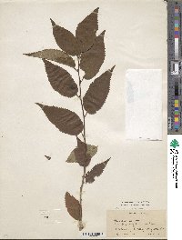 Prunus cerasus image