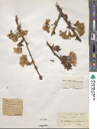 Prunus cerasus image