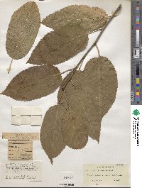 Prunus cerasus image