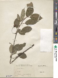 Prunus cerasus image