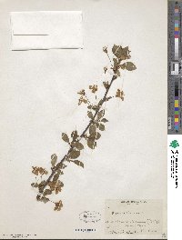 Prunus cerasus image