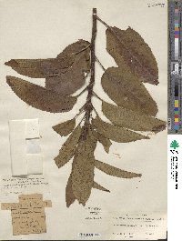 Prunus cerasus subsp. cerasus image