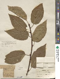 Prunus cerasus image