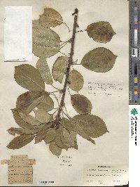 Prunus cerasus subsp. cerasus image