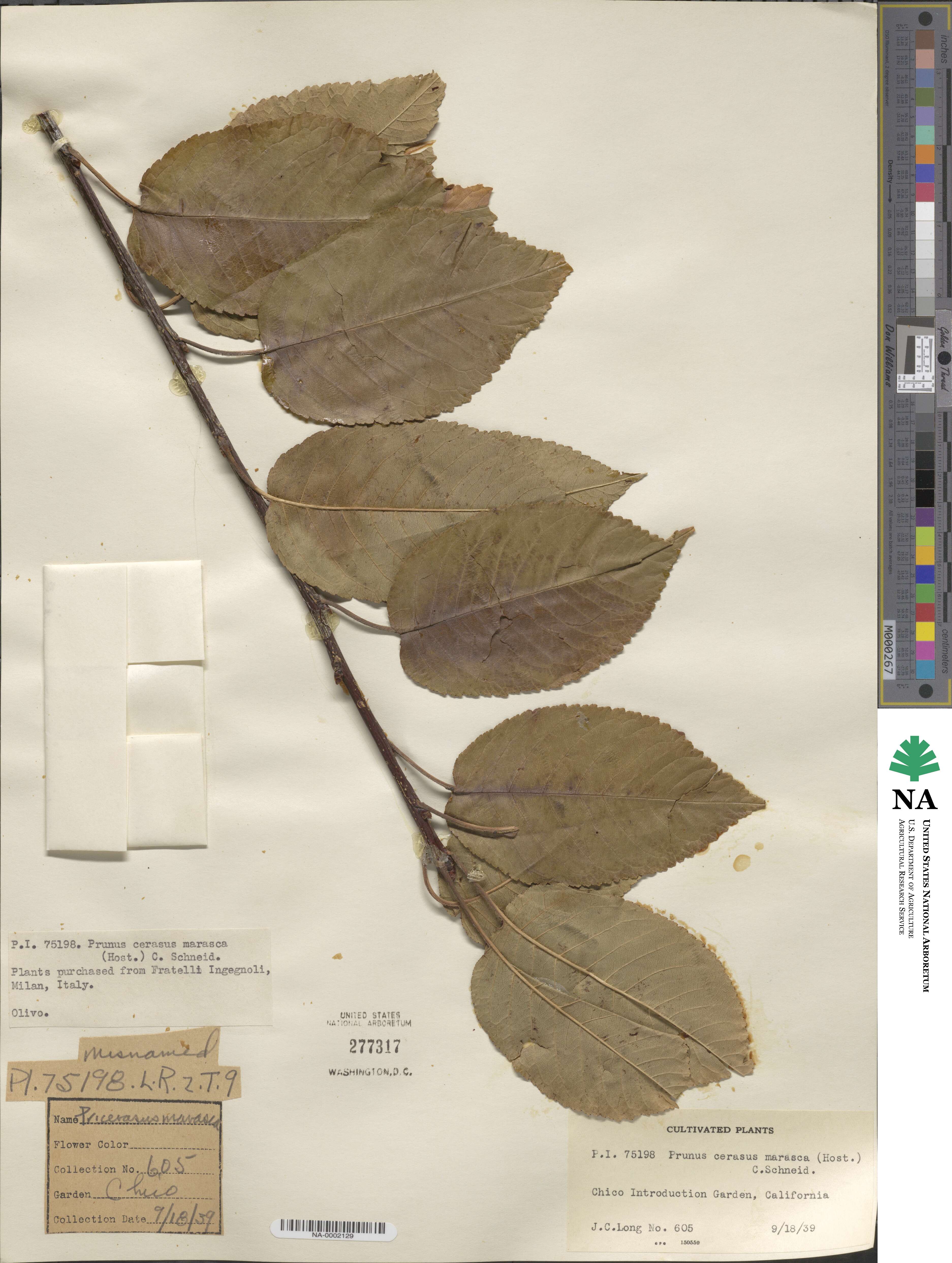 Prunus cerasus subsp. cerasus image