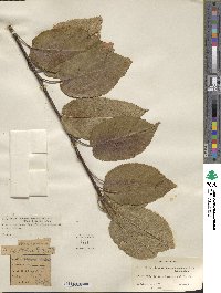 Prunus cerasus subsp. cerasus image