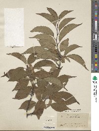 Image of Prunus cocomilia