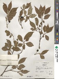 Prunus conradinae image