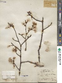 Prunus conradinae image