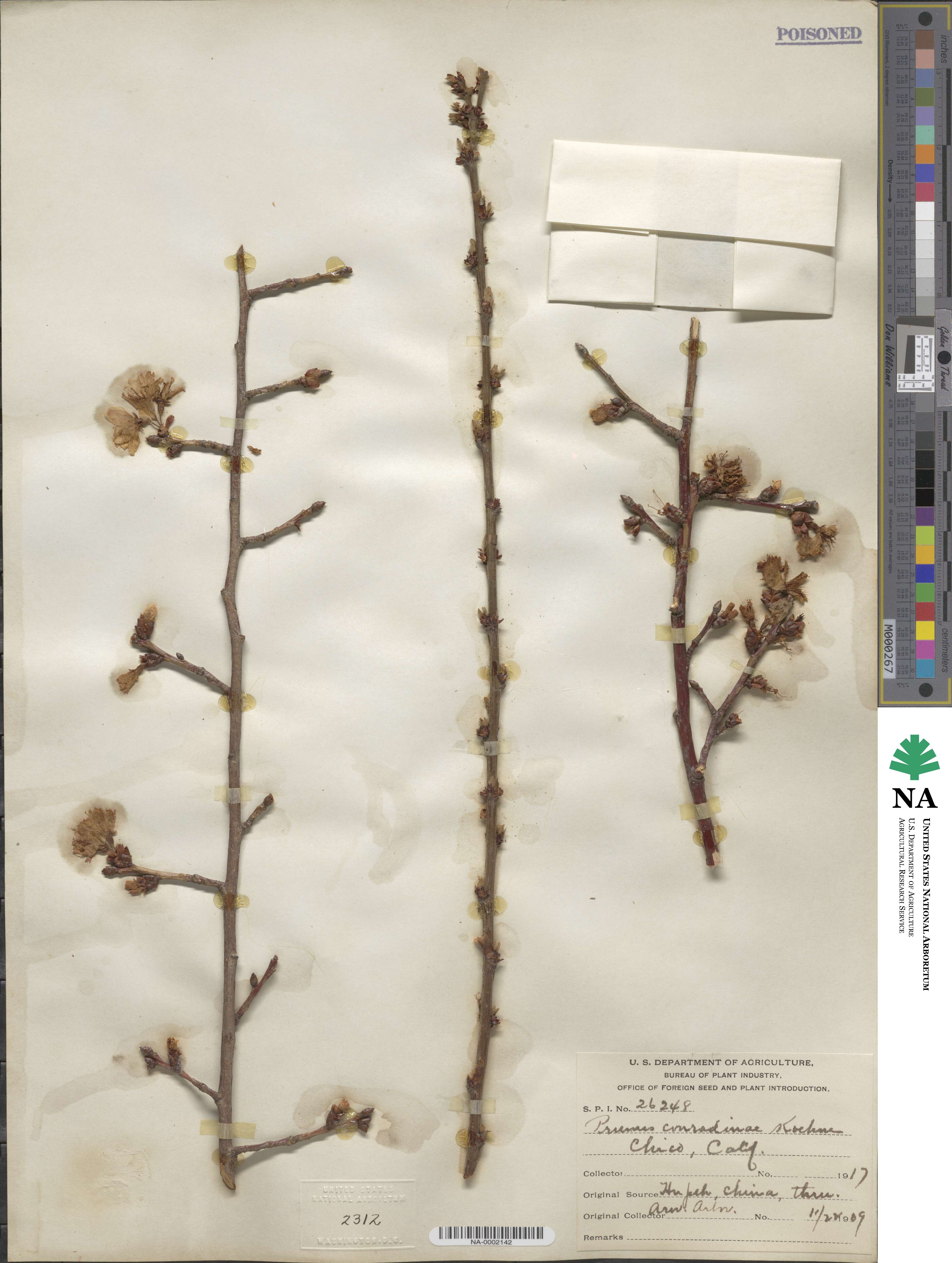 Prunus conradinae image