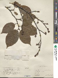 Prunus conradinae image