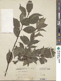 Prunus japonica image