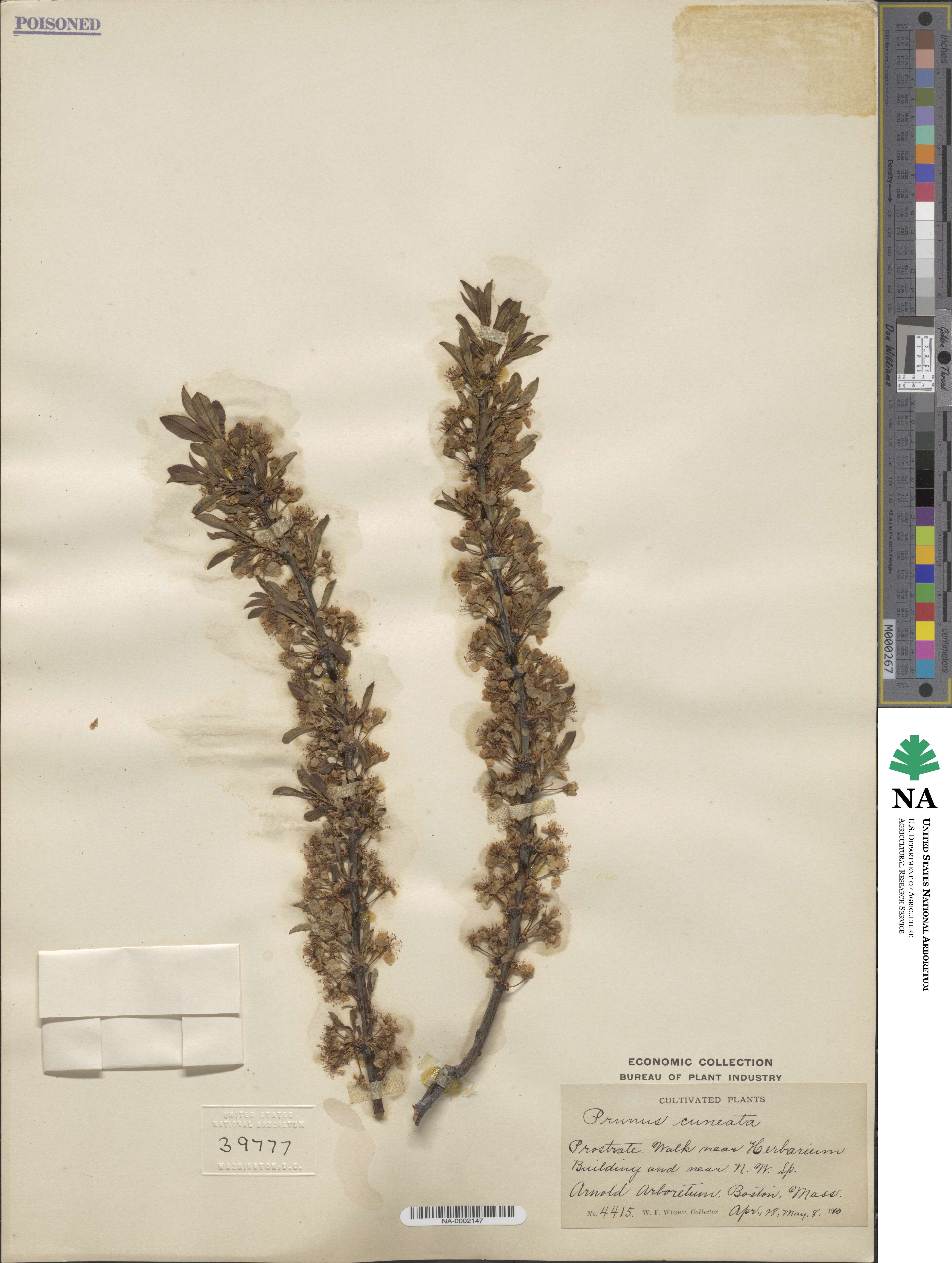 Prunus susquehanae image