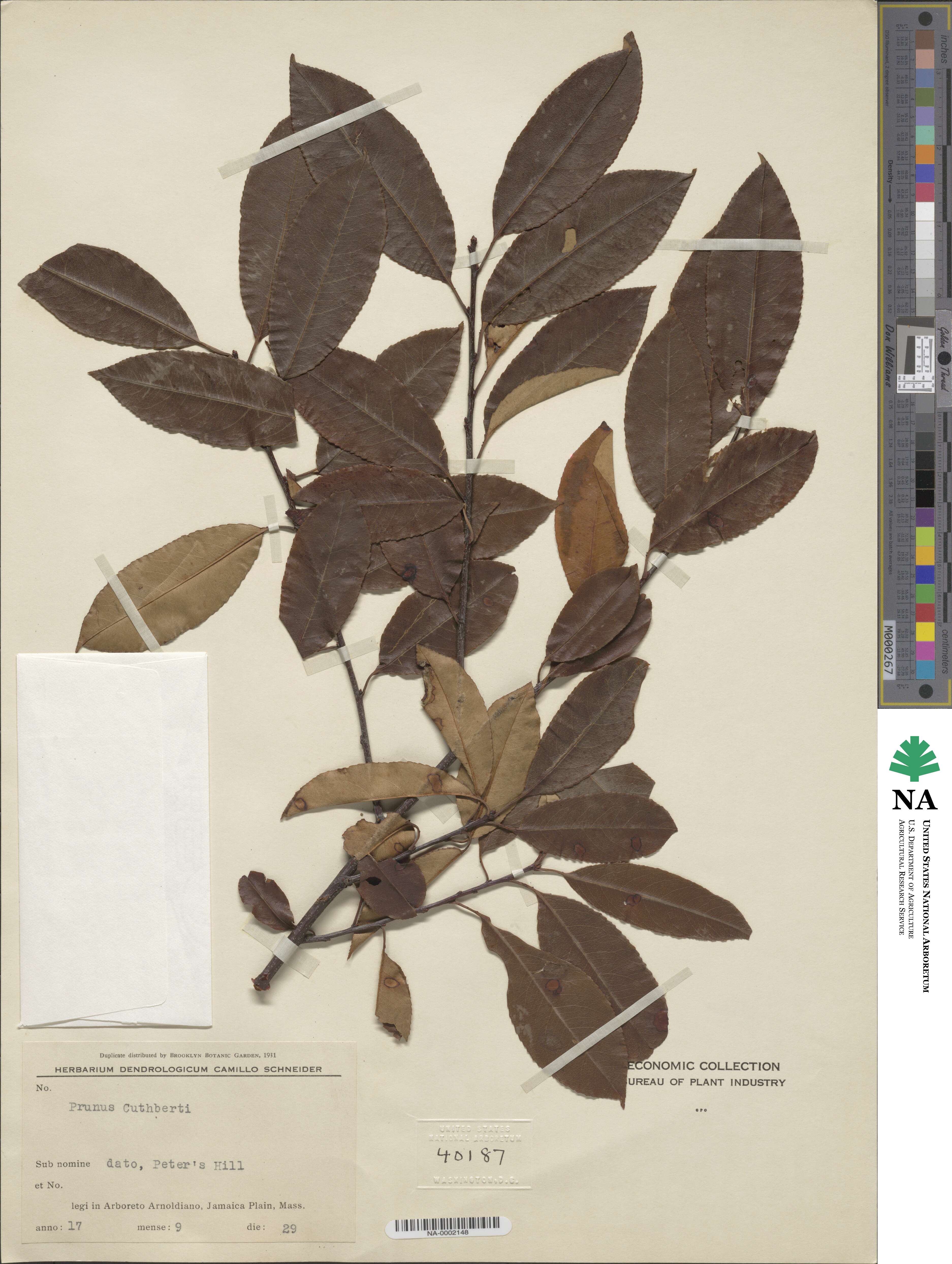 Prunus alabamensis image