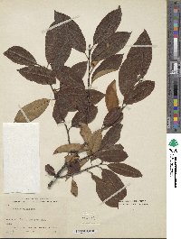 Image of Prunus alabamensis