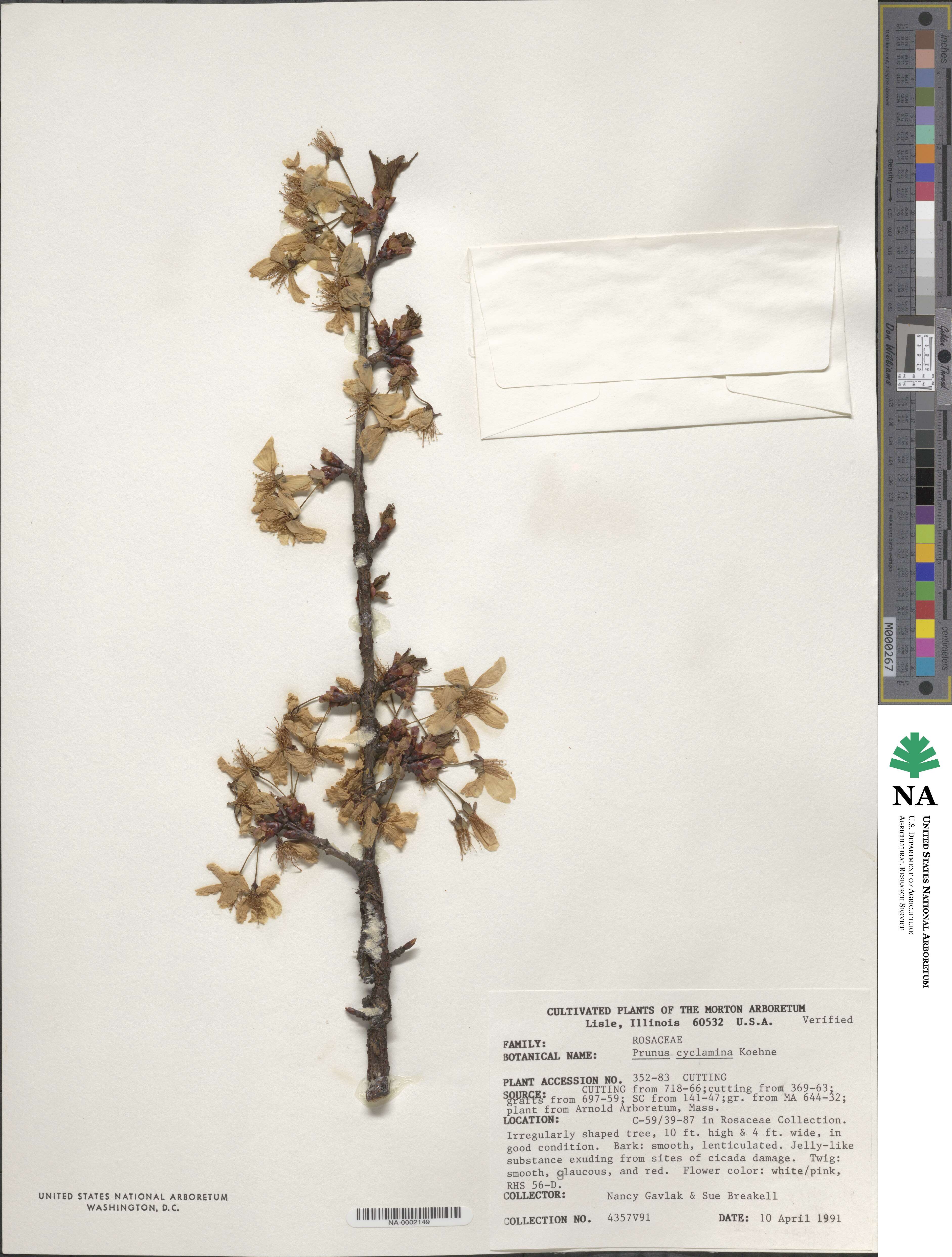 Prunus cyclamina image