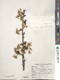 Image of Prunus cyclamina