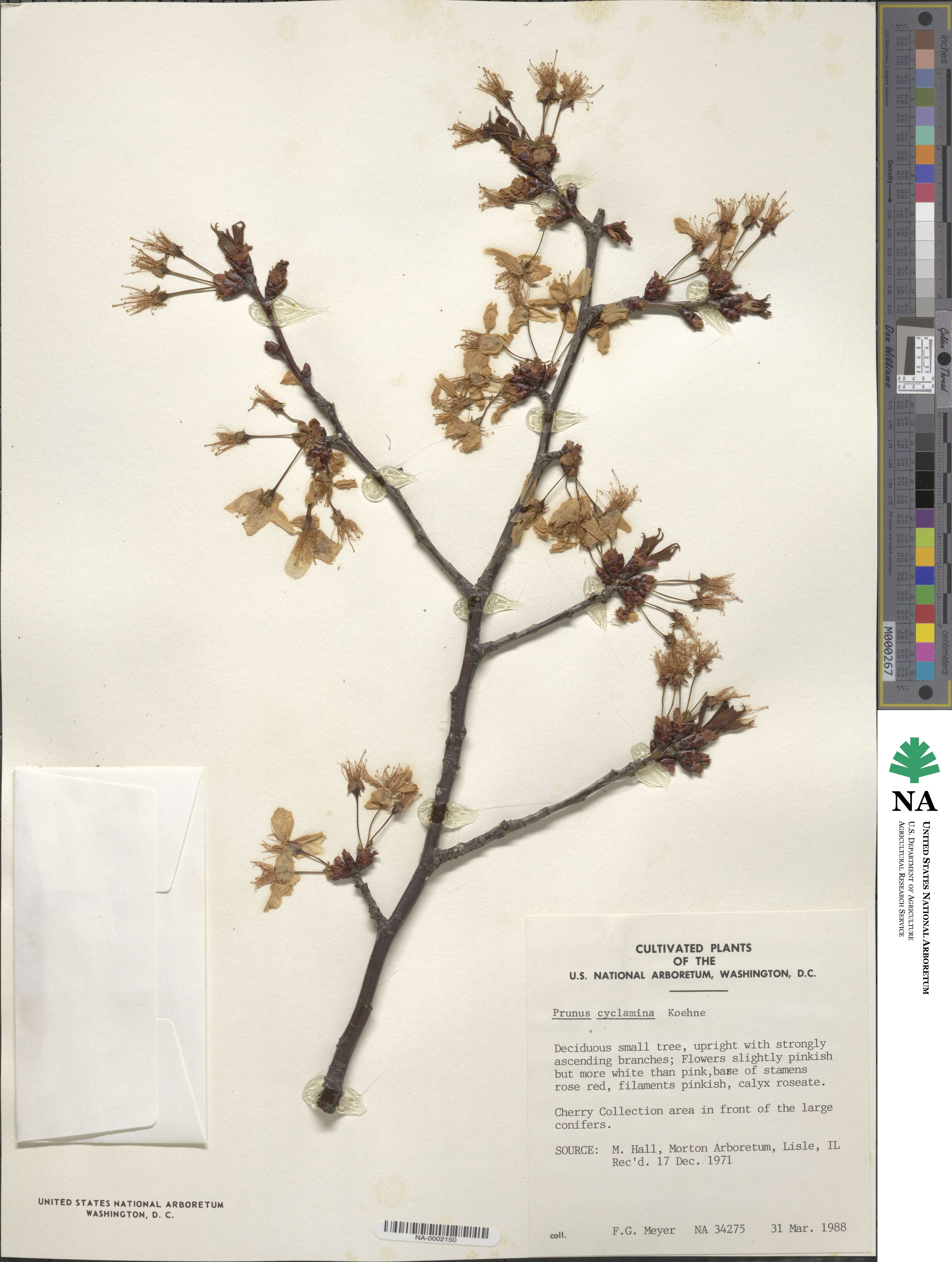 Prunus cyclamina image