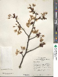 Prunus cyclamina image