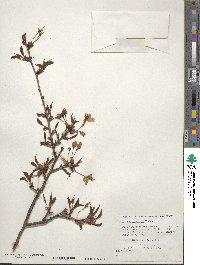 Prunus cyclamina image