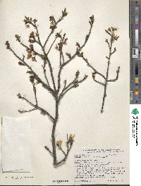 Image of Prunus dasycarpa