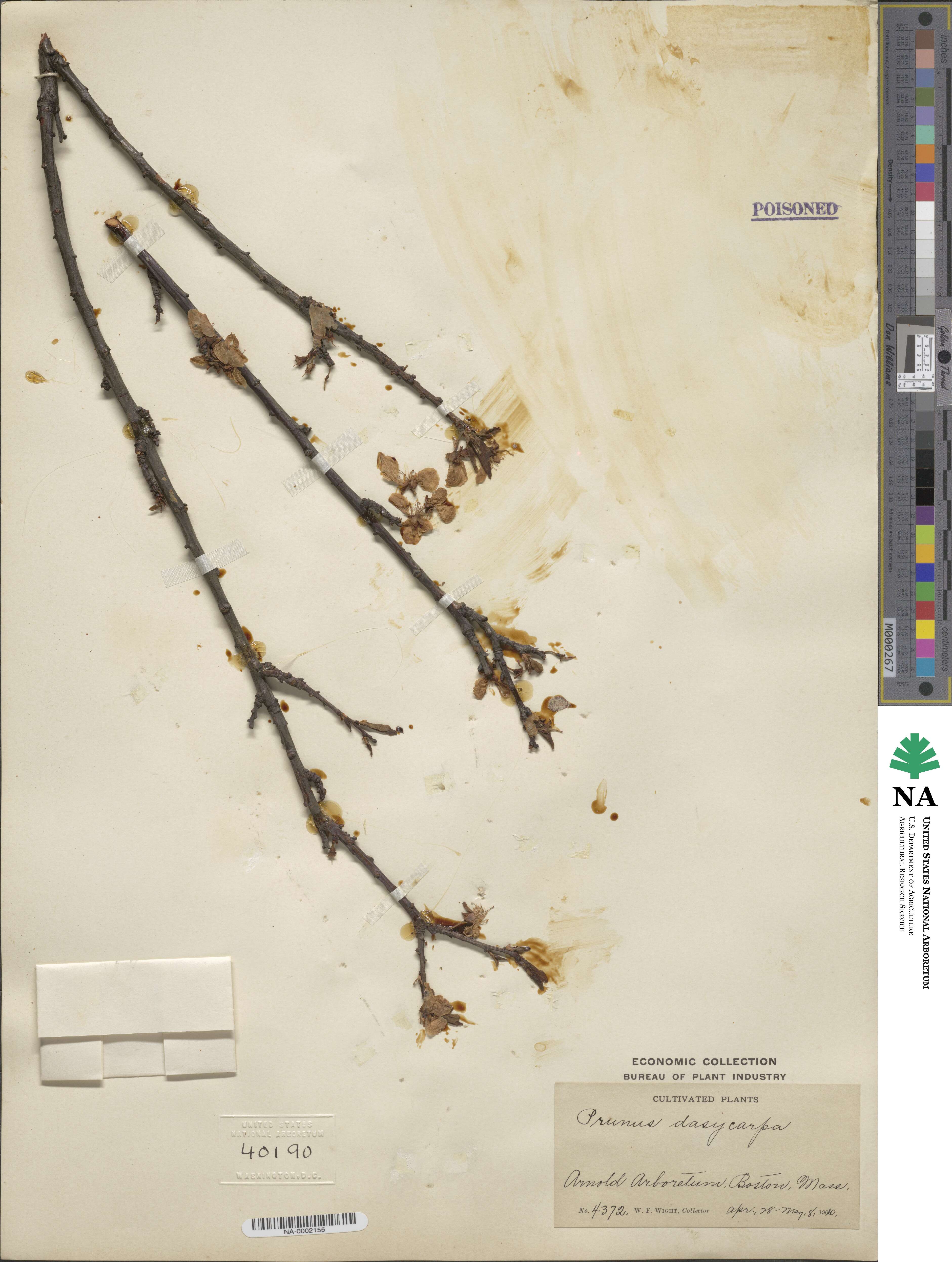 Prunus dasycarpa image