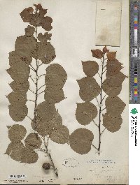 Prunus dasycarpa image
