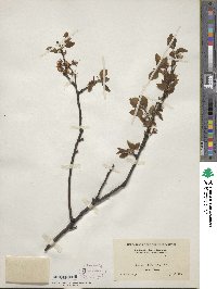 Prunus dasycarpa image