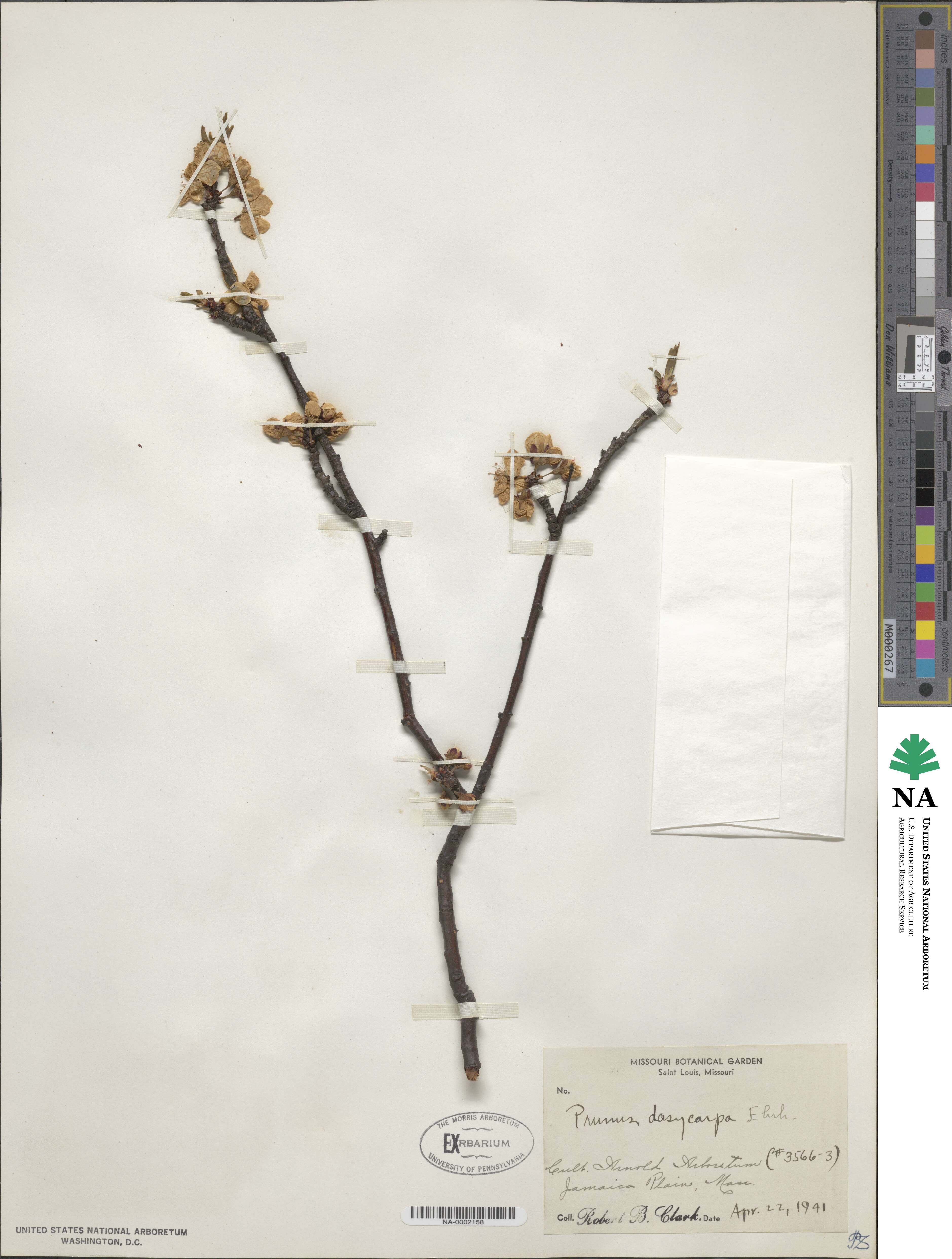 Prunus dasycarpa image