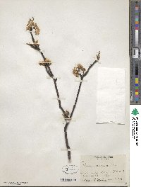 Prunus dasycarpa image