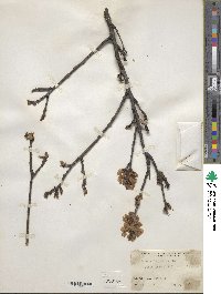 Prunus dasycarpa image