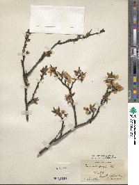 Prunus dasycarpa image