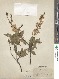 Prunus dasycarpa image