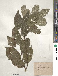 Image of Prunus davidiana