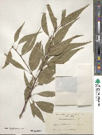 Prunus davidiana image