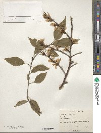 Prunus davidiana image