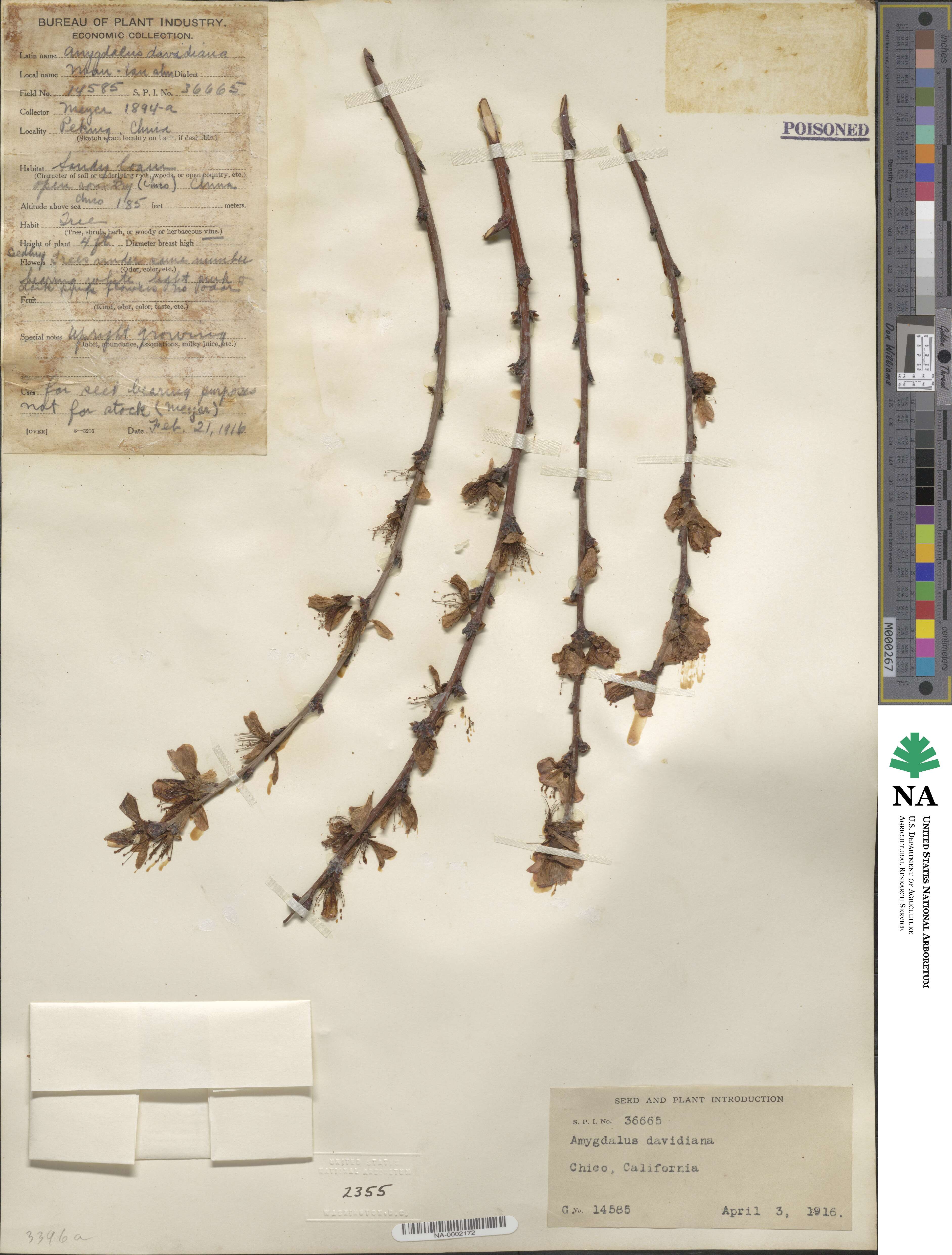 Prunus davidiana image