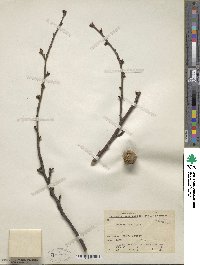 Prunus davidiana image