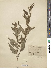 Prunus davidiana image