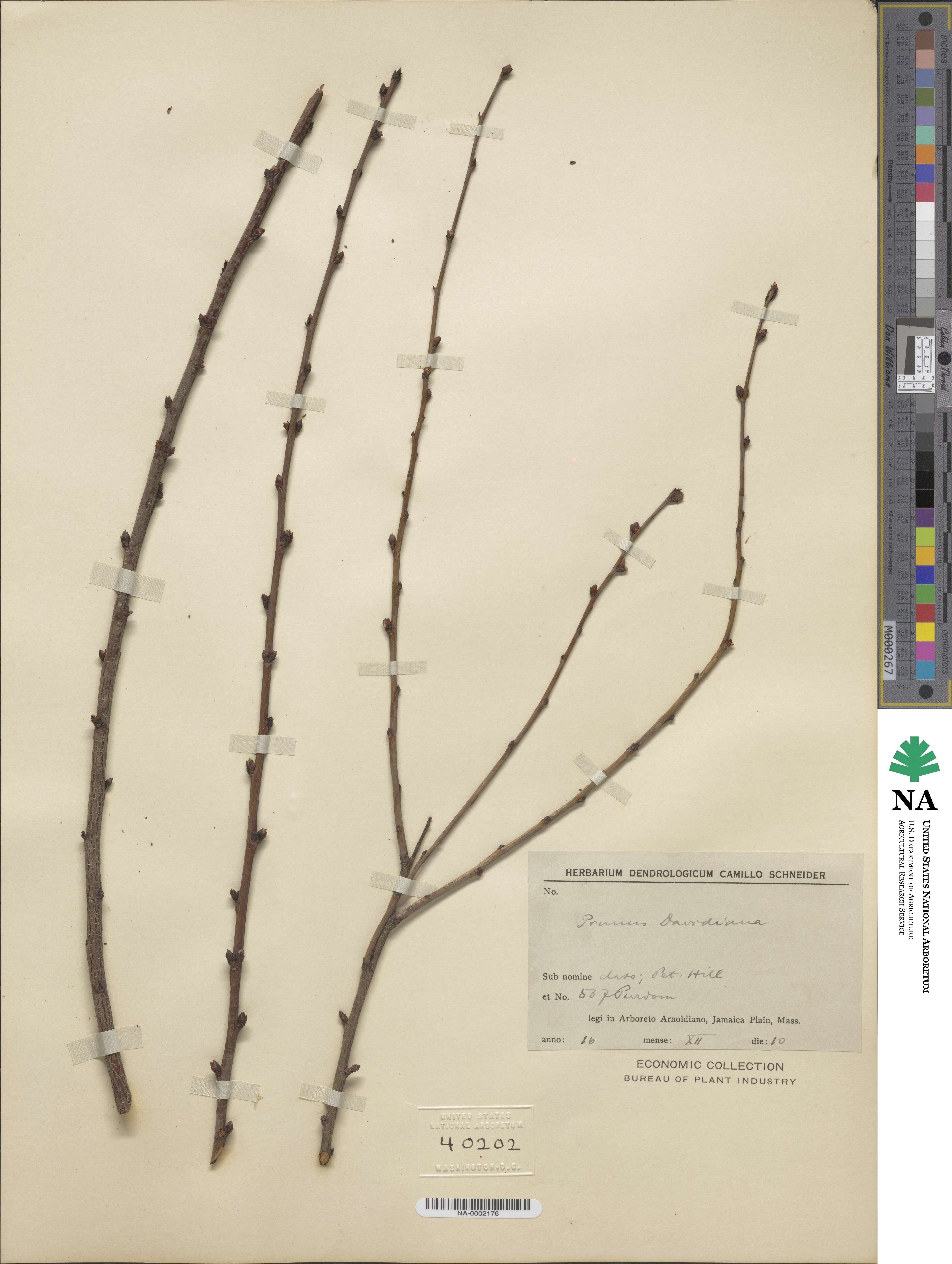 Prunus davidiana image