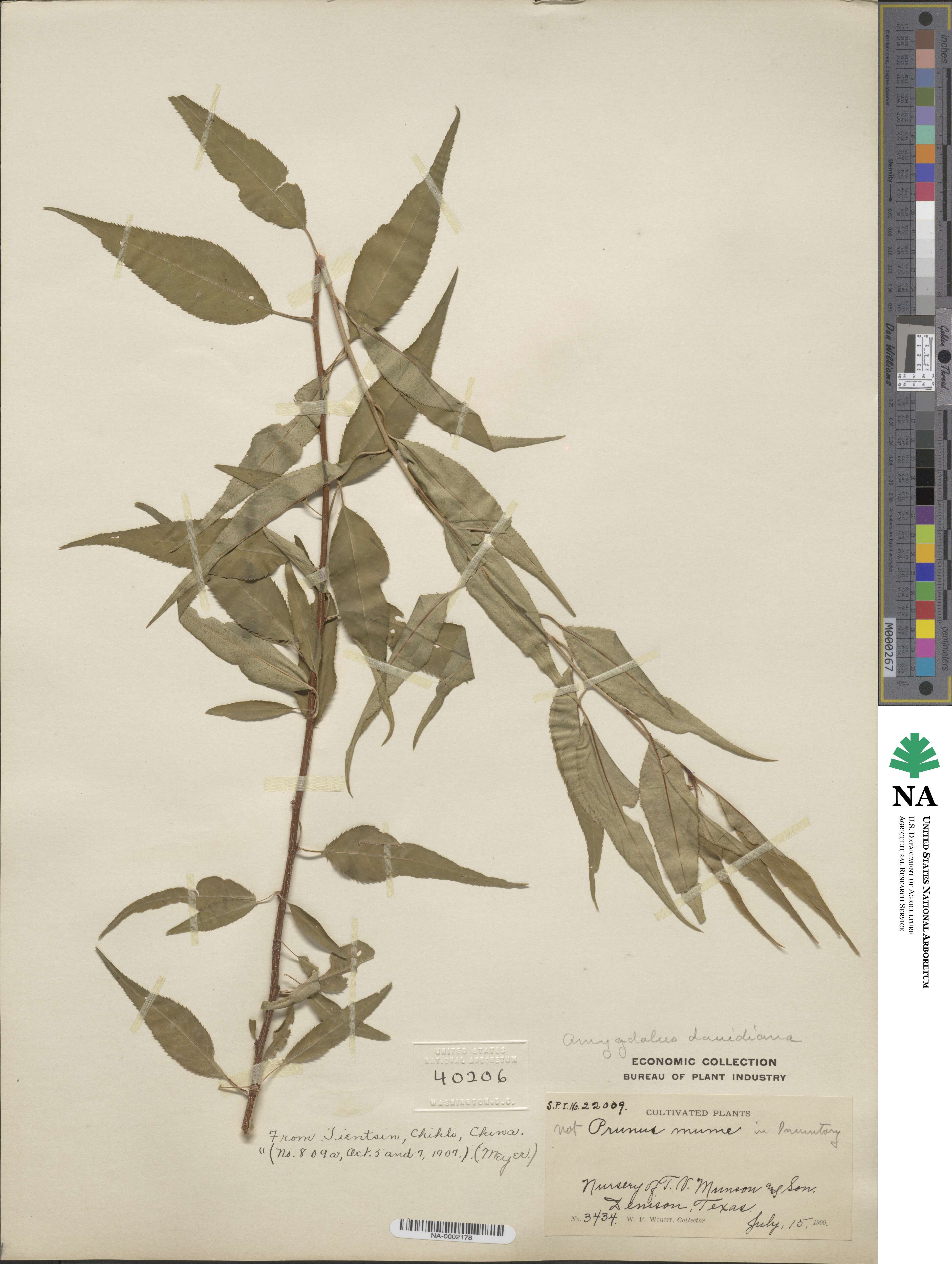 Prunus davidiana image
