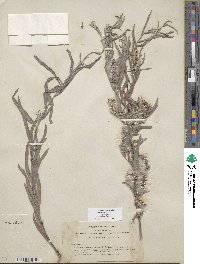 Salix exigua image