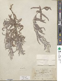 Salix exigua image