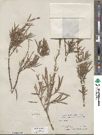 Salix exigua image