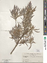 Salix exigua image