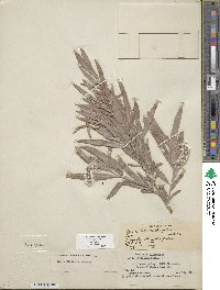 Salix exigua image