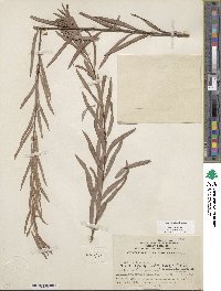 Salix exigua image