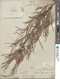 Salix exigua image