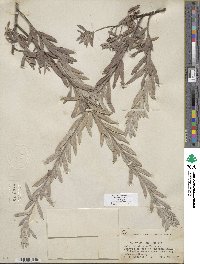 Salix exigua image